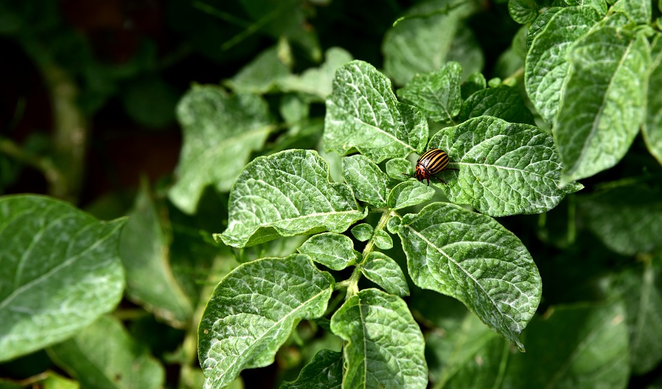 Adult Colorado beetle